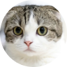 猫 10歳