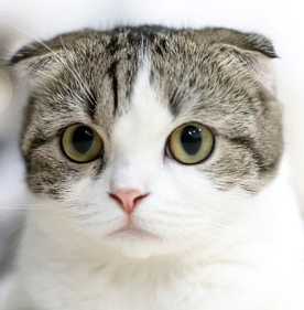 猫 10歳