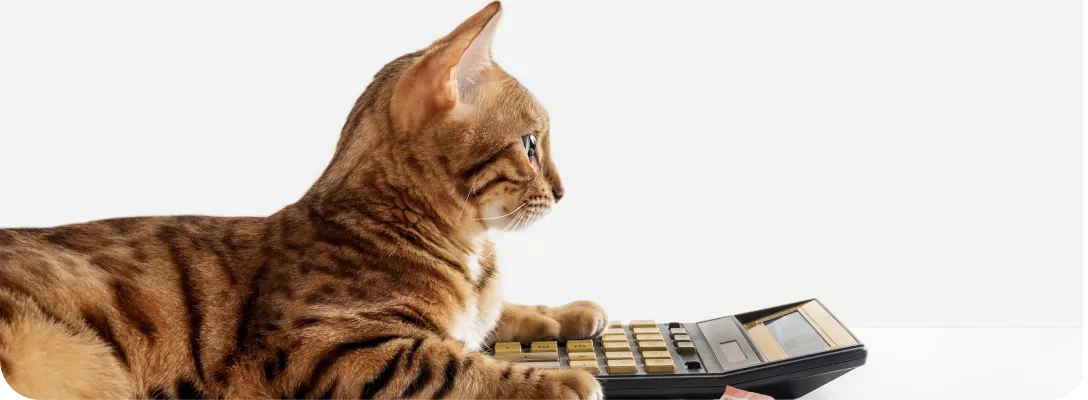 電卓とコインを前にした猫